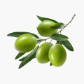 Proin Lectus Ipsum